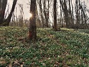 Sentieri fioriti sopra casa ad anello-Zogno-28mar22 - FOTOGALLERY